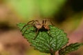 Macro side view of a brown caucasian Solpuga spider sitting on a Royalty Free Stock Photo