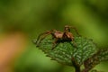 Macro side view of a brown caucasian Solpuga spider on green lea Royalty Free Stock Photo