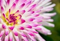 Macro - Side view - Foliage and Graduated Pink to white dahlia petals with yellow centre Royalty Free Stock Photo