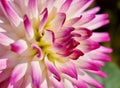 Macro - Side view - Graduated Pink to white dahlia petals with yellow centre Royalty Free Stock Photo