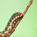 Caterpillar crawling on twig Royalty Free Stock Photo