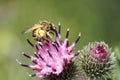 Macro side view of a light brown striped Caucasian bee Macropis Royalty Free Stock Photo