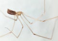 Long legs spider Royalty Free Stock Photo
