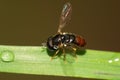 Macro side view of a small dark brown floral fly on a green leaf Royalty Free Stock Photo