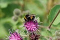 Macro side view of yellow-black Caucasian bumblebee Bombus lucorum on purple flower burdock