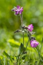 Macro of Silene dioica red campion marsh orchid flower