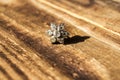 Macro silver earring with stone