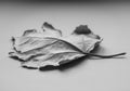 Silver poplar leaf on the table Royalty Free Stock Photo