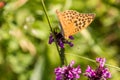 Macro of a Silver-washed fritillary on a  common hedgenettle Royalty Free Stock Photo