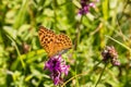 Macro of a Silver-washed fritillary on a  common hedgenettle Royalty Free Stock Photo
