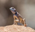 Macro of a Sinai Agama on a rock