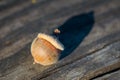 Macro of Single Acorn on Wood Planks