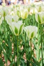 Macro Single of big white tulips in hitachi seaside park