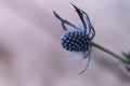 Macro of a single blue thistle Eryngium flower