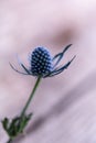 Macro of a single blue thistle Eryngium flower Royalty Free Stock Photo