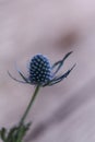 Macro of a single blue thistle Eryngium flower