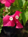 Macro of a single bougainvillea under sunlight. Pink bougainvillea in the garden with a pair of lovely white flowers. Close-up of