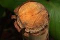 Macro single cut tree trunk - nature brown color - close-up surface of wood trunk - nature backdrops in park garden