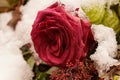 Macro on single frozen red rose. Funeral arrangement covered in snow. Royalty Free Stock Photo