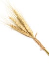 Macro Single gold Ears of wheat on white background