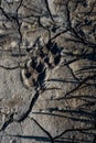 A macro of a single, perfect dog print in dried mud on the ground in bright sunlight in the shade