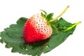 Macro Single Red Strawberry on strawberry leaf Royalty Free Stock Photo