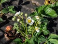 Macro of a single strawberry flower with detailed stamens androecium arranged in a circle and surrounded by white petals on Royalty Free Stock Photo