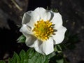 Macro of a single strawberry flower with detailed stamens (androecium) arranged in a circle Royalty Free Stock Photo