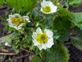 Macro of a single strawberry flower with detailed stamens (androecium) arranged in a circle Royalty Free Stock Photo