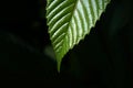 Macro Single tropical green leaf with dark green background - Tropical leaf backdrop and beautiful detail Ã¢â¬â Nature background