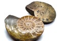 Macro slices of opalized and pyrite ammonite, ammolite crystal silicate and fools gold silver metal fossil