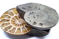 Macro slices of opalized and pyrite ammonite, ammolite crystal silicate and fools gold silver metal fossil