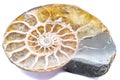 Macro slices of opalized and pyrite ammonite, ammolite crystal silicate and fools gold silver metal fossil