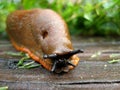 Macro of a Slug Royalty Free Stock Photo