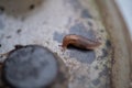 Macro of slug on the bottom of plastic garden liner Royalty Free Stock Photo