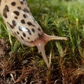 Macro of slug head