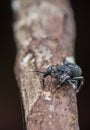 Macro-small black jumping spider with big eye Royalty Free Stock Photo