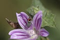 Small black and red bug macro Royalty Free Stock Photo