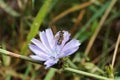 Macro of a small sandy Caucasian wasp Ammatomus rogenhoferi sitting on a chicory flower Cichorium intybus Royalty Free Stock Photo