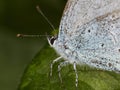 Macro of Small Blue Butterfly (Cupido minimus)