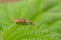 Tiny brown click beetle on a green leaf