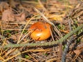 Macro of small brown poisonous mushroom toadstool