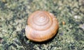 Macro of small brown Snaile Royalty Free Stock Photo