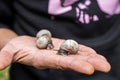 Macro of small brown snails sliding on open palm of person hand