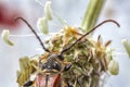 macro of small bug on the dandelion head Royalty Free Stock Photo