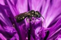 Macro of a Small Carpenter Bee (Ceratina sp) pollinating a purple cornflower.