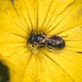 Macro of Small Carpenter Ceratina Bee (Xylocopinae) on yellow flower