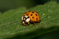 Macro of a small Caucasian yellow ladybird hiding on a leaf