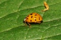 Macro of a small Caucasian yellow ladybug