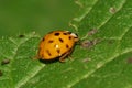 Macro of a small Caucasian yellow ladybug on a leaf